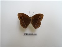 藏品(眉眼蝶)的圖片